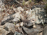 Desert Iguana (Dipsosaurus Dorsalis)  Joshua Tree National Park  California  Mojave Desert  USA