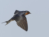 Tree Swallow in Flight