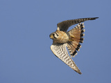 American Kestrel Male in Flight