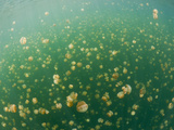 Mastigias Jellyfish (Mastigias Papua Etpisonii) in Jellyfish Lake  Micronesia  Palau