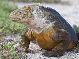 Galapagos Land Iguana Shedding (Conolophus Subcristatus)  North Seymour  Galapagos Islands  Ecuador