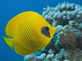 Masked Butterflyfish (Chaetodon Semilarvatus)  Marsa Alam  Red Sea  Egypt