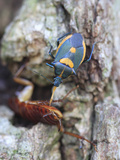 Predatory Stink Bug (Euthyrhynchus Floridanus) Feeding on a Much Larger Cockroach  Charleston