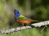 Male Painted Bunting (Passerina Ciris)  Charleston  South Carolina  USA