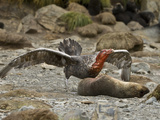 Southern Giant Petrel (Macronectes Giganteus) a Near Threatened Species  Eating an Ant Fur Seal
