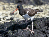 American Oystercatcher (Haematopus Palliatus Galapagensis)  Galapagos Islands  Ecuador