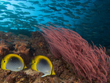 Coral Reef Scene with Schooling Jacks in the Background  Red Alcyonarian Corals