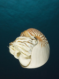 Nautilus (Nautilus Pompilius)  Great Barrier Reef  Australia