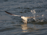 Sandwich Tern (Sterna Sandvicensis) Emerging from the Ocean after Diving for Fish
