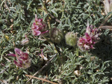 Mono Clover (Trifolium Andersonii Monoense)  Ancient Bristlecone Pine Forest  Inyo National Forest