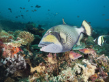 Titan Triggerfish (Balistoides Viridescens)  Amed  Bali  Indonesia