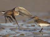 Dunlins (Calidris Alpina) Having a Territorial Battle