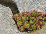 Live Forever (Dudleya Farinosa) a Succulent Plant That Is Native to California