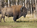Buffalo Being Raised on a Ranch (Bison Bison)  Delta Junction  Alaska  USA