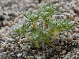 Cat's Eye (Cryptantha)  Joshua Tree National Park  California  Mojave Desert  USA
