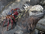 Galapagos Marine Iguana (Amblyrhynchus Cristatus) with a Sally Lightfoot Crab on its Head
