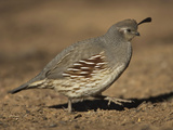 Gambel's Quail  Callipepla Gambelii  Female  Southwestern USA