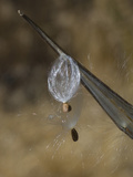Narrow Leaved Milkweed Seeds Being Released (Asclepias Fascicularis)  California  USA