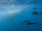 Atlantic Sailfish Hunting Sardines (Istiophorus Albicans)  Isla Mujeres  Yucatan Peninsula Sea