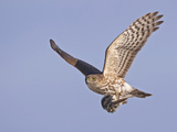 Young Sharp-Shinned Hawk Flying with a Golden Crowned Kinglet Bird Prey in its Talons