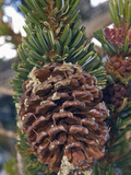 Bristlecone Pine Tree Cone  Pinus Longaeva  White Mountains of California