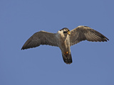 Peregrine Falcon Flying (Falco Peregrinus)