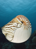 Nautilus (Nautilus Pompilius)  Great Barrier Reef  Australia