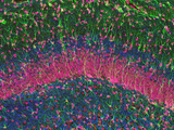 Glial Cells from the Mammal Hippocampus Region of the Brain