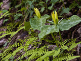 Yellow Trillium (Trilleum Luteum) Great Smoky Mountains Np