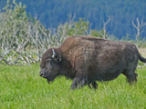 Wood Bison (Bison Bison Athabascae)  Alaska  USA