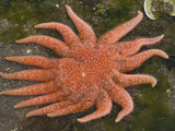 Sunflower Sea Star (Pycnopodia Helianthoides)  Katmai National Park  Alaska  USA