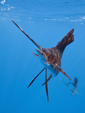 Atlantic Sailfish (Istiophorus Albicans)  Isla Mujeres  Yucatan Peninsula  Caribbean Sea  Mexico