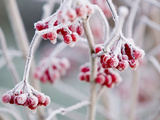 Hoar Frost on Rowan Berries  United Kingdom