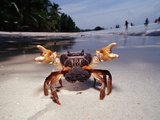 Sparring Female Crab with Eggs  (Gecarcinidae)  Pacific Ocean  Panglao Island