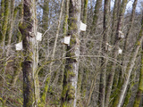 Bird Nest Boxes in the Forest of Bowland  Lancashire  UK