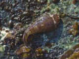 Northern Clingfish on an Intertidal Rock (Gobiesox Maeandricus)  Glacier Bay National Park  Alaska