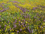 Owl's Clover (Orthocarpus Purpurascens) and Goldfields (Lasthenia) Carrizo Plain National Monument
