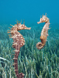 Common Seahorses (Hippocampus Ramulosus)  Tamariu  Costa Brava  Mediterranean Sea  Spain