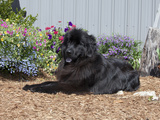 Newfoundland Sitting in a Garden  MR-D2792