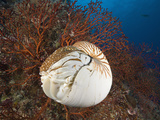 Chambered Nautilus (Nautilus Pompilius)  Great Barrier Reef  Australia