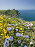 Wildflowers Near Hartland Point in Devon  United Kingdom