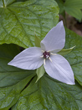 Sweet White Trillium Flower (Trillium Simile)  Great Smoky Mountains National Park  Tennessee  USA
