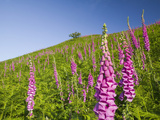 Foxgloves Growing on the Fellside Above Grasmere in the Lake District  United Kingdom
