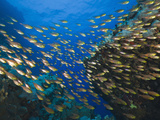School of Sweeper Fish (Parapriacanthus)  Daedalus Reef  Red Sea  Egypt