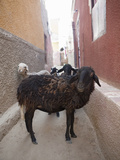 Street Scene at Nubian Village on Elephantine Island  Aswan  Egypt