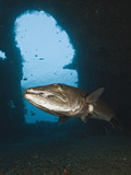 Great Barracuda at Liberty Wreck  Tulamben  Bali  Indonesia