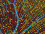 Mouse Retina - Confocal Quadruple Fluorescence Image of Normal Mouse Retinin the Optic Fiber