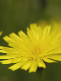 Cat's Ear Flower (Hypochaeris Radicata)  Scotland  UK