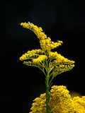 Seaside Goldenrod (Solidago Sempervirens)  Charleston  South Carolina  USA