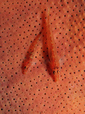 Two Common Ghost Gobies Protectively Colored on a Sponge (Pleurosicya Mossambica)   Panglao Island